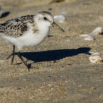 Bécasseau sanderling